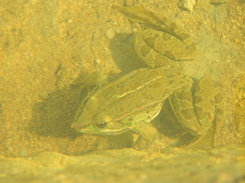 Id rana in Sicilia. - Pelophylax sp.